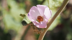 Malacothamnus enigmaticus
