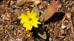 Camissoniopsis confusa