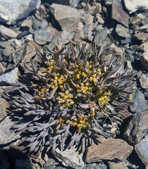 Lignocarpa carnosula