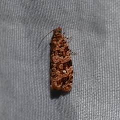 Phaecasiophora niveiguttana