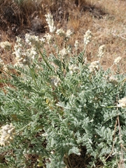 Astragalus spaldingii