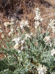 Astragalus spaldingii