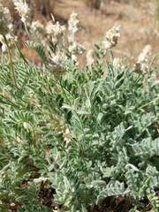 Astragalus spaldingii
