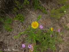 Hysterionica jasionoides