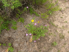 Hysterionica jasionoides