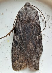 Lithophane laticinerea