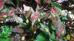 Dieffenbachia seguine