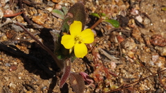 Camissoniopsis confusa