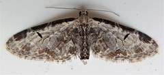 Eupithecia ravocostaliata