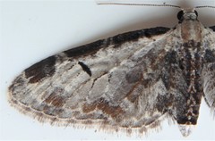 Eupithecia ravocostaliata