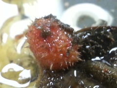 Boltenia villosa