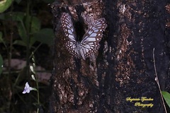 Ideopsis vulgaris
