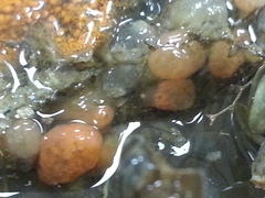 Distaplia occidentalis