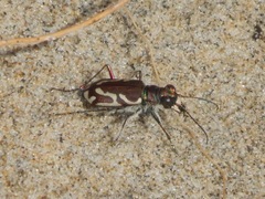 Cicindela bellissima