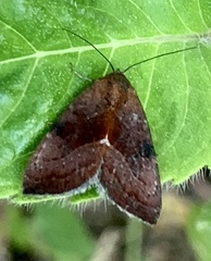 Galgula
