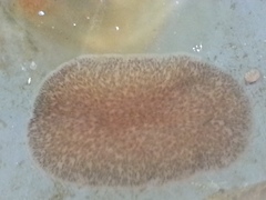 Kaburakia excelsa