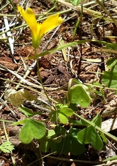Oxalis suksdorfii