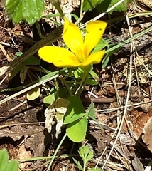 Oxalis suksdorfii