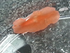 Eurylepta aurantiaca