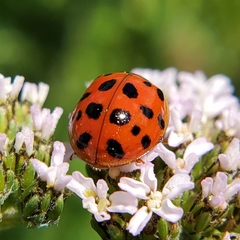 Harmonia axyridis