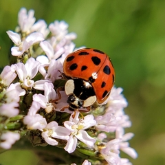 Harmonia axyridis
