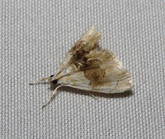 Lipocosma sicalis