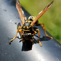 Polistes dominula
