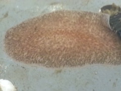 Kaburakia excelsa