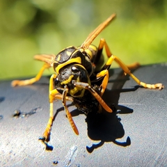Polistes dominula