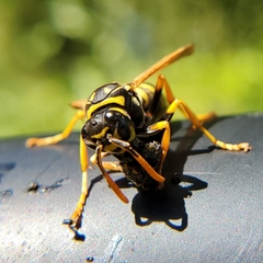 Polistes dominula