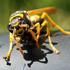 Polistes dominula