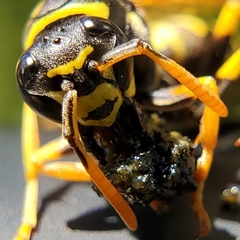 Polistes dominula