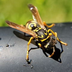 Polistes dominula