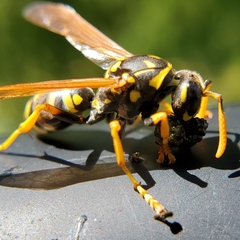Polistes dominula