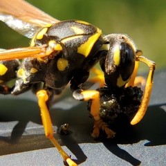 Polistes dominula