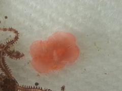 Eurylepta aurantiaca