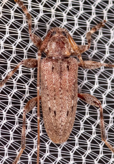 Eutrichillus biguttatus