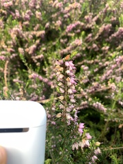 Ericeae