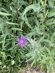 Centaurea × moncktonii
