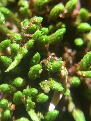 Schlotheimia
