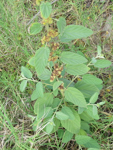 Waltheria indica iNat (2)