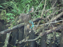 Alcedo atthis