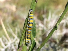 Pontia sisymbrii