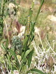 Pontia sisymbrii