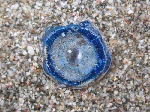 photo of Blue Button (Porpita porpita)