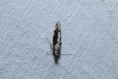 Coleotechnites florae