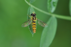 Sphaerophoria menthastri