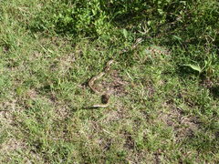 Philodryas psammophidea