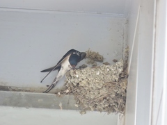 Hirundo rustica
