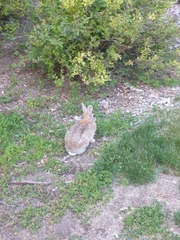 Sylvilagus